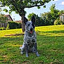 Prencess a rejoint le concours — aidez-le/la à gagner de superbes lots ! dog, grass, tree, outdoor, sunny, pet, animal, tongue_out, ears_up, backyard, house, nature, greenery, canine, speckled, sitting, daytime, sky, happy, park