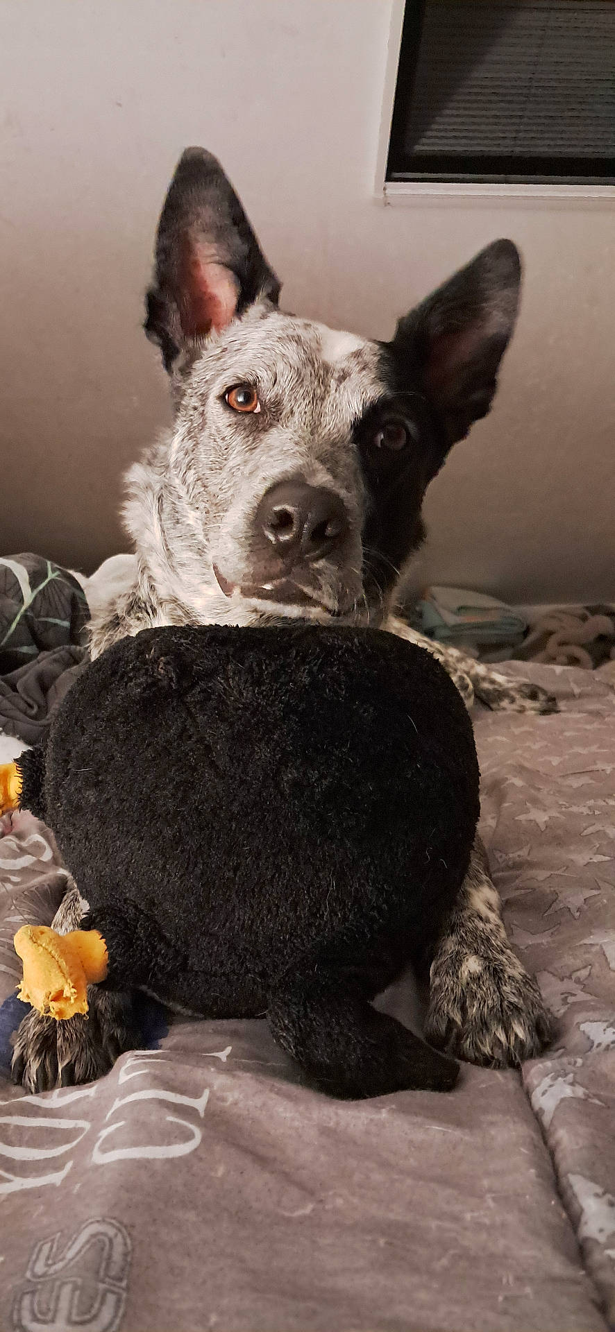 Prencess a rejoint le concours — aidez-le/la à gagner de superbes lots ! animal, bed, blanket, cozy, cute, dog, domestic_animal, ears, fur, indoor, looking_at_camera, lying_down, nose, paws, pet, plush_toy, resting, speckled_coat, toy, window