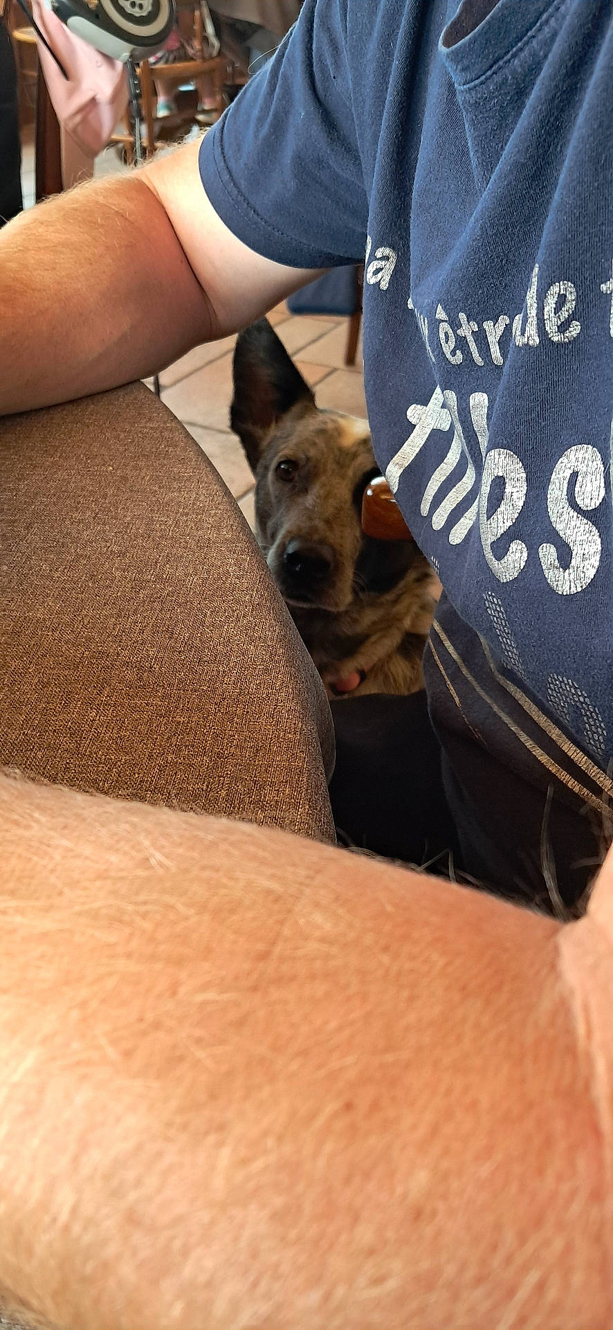 Prencess participe au concours pour gagner de l'argent avec cette photo : animal, arm, brown, casual, chair, closeup, curious, dog, ear, face, furniture, hidden, indoor, peeking, person, pet, resting, table, tile_floor, tshirt