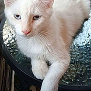 Caspian Sea joined the competition — help win amazing prizes! animal, blue_eyes, cat, closeup, cute, domestic_cat, feline, fluffy, fur, glass_table, indoor, natural_light, paw, pet, relaxed, resting, sitting, table, whiskers, white_cat