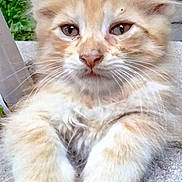 Tiger is registered to the contest to win money with this photo: kitten, cat, orange_cat, white_fur, fluffy, whiskers, paws, concrete, outdoor, greenery, curious, closeup, pet, animal, cute, young_cat, resting, feline, soft_fur, nature