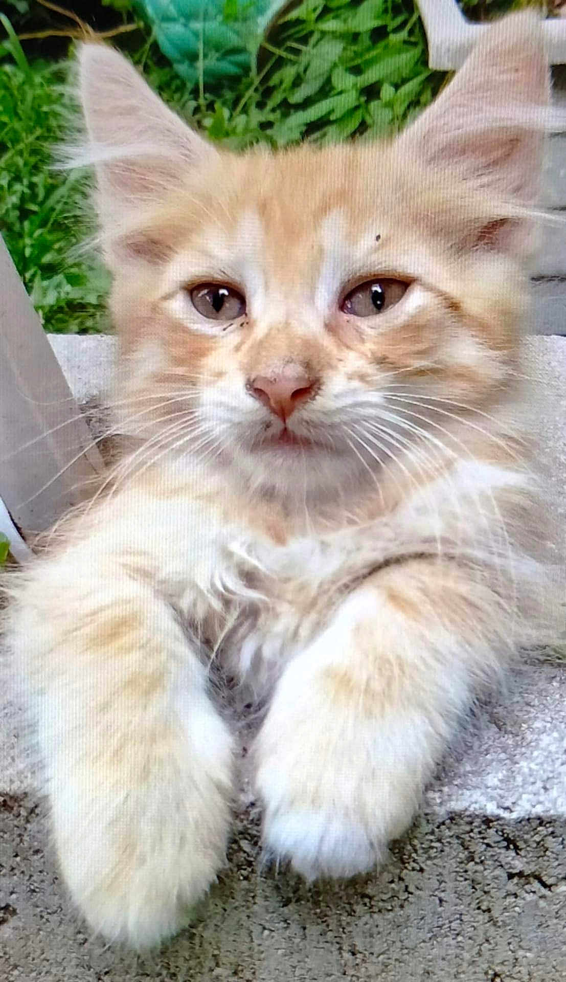 Tiger is registered to the contest to win money with this photo: kitten, cat, orange_cat, white_fur, fluffy, whiskers, paws, concrete, outdoor, greenery, curious, closeup, pet, animal, cute, young_cat, resting, feline, soft_fur, nature