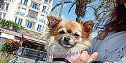 Molly a rejoint le concours — aidez-le/la à gagner de superbes lots ! dog, small_dog, fluffy_dog, pink_harness, person, hand, sunglasses, retractable_leash, urban, street, palm_tree, building, outdoor, daytime, sunny, blue_sky, sidewalk, relaxed, leash, casual_clothing