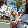 dog, small_dog, fluffy_dog, pink_harness, person, hand, sunglasses, retractable_leash, urban, street, palm_tree, building, outdoor, daytime, sunny, blue_sky, sidewalk, relaxed, leash, casual_clothing