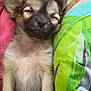 Molly a rejoint le concours — aidez-le/la à gagner de superbes lots ! puppy, dog, sleeping, cute, pet, fur, blanket, colorful, cozy, resting, small, ears, nose, paw, indoors, face, adorable, young, comfort, relaxed