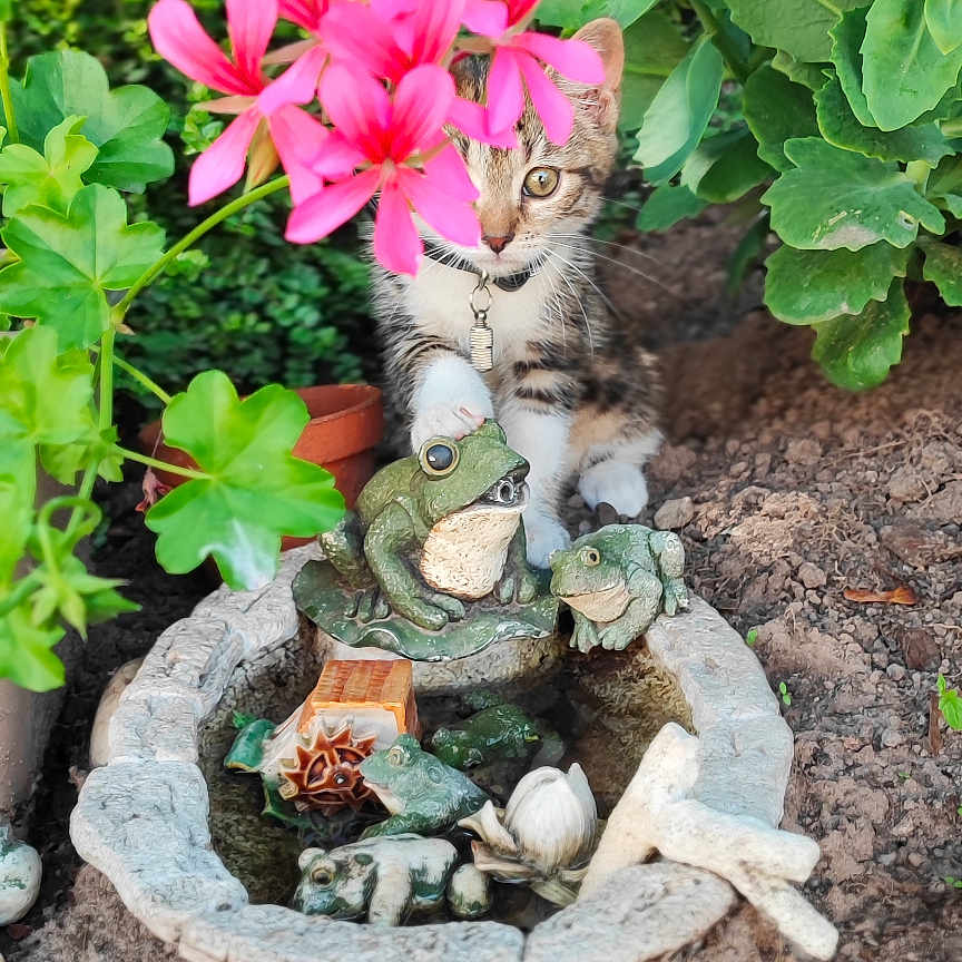 Déesse a rejoint le concours — aidez-le/la à gagner de superbes lots ! backyard, flower, garden, geranium, herbal, herbs, jar, nature, outdoors, petal, plant, planter, pond, pottedplant, pottery, rock, soil, vase, water, yard