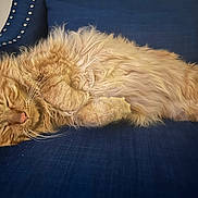 Leo is registered to the contest to win money with this photo: cat, ginger_cat, sleeping, feline, fluffy, armchair, blue_fabric, indoor, cozy, relaxed, pet, whiskers, paw, fur, napping, comfortable, domestic_animal, resting, household, cute