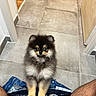 Ava participe au concours pour gagner de l'argent avec cette photo : puppy, dog, small_dog, fluffy, long_hair, black_and_tan, portrait, sitting, indoors, hallway, tile_floor, home, pet, cute, eyes, paws, fur, clothing, jeans, photography