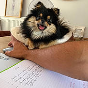 Ava participe au concours pour gagner de l'argent avec cette photo : dog, fluffy_dog, small_dog, black_and_tan, pet, animal, sitting, open_mouth, happy, portrait, indoors, home, office, human_arm, cushion, laptop, notebook, pen, wall_art, radiator