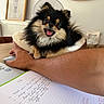 dog, fluffy_dog, small_dog, black_and_tan, pet, animal, sitting, open_mouth, happy, portrait, indoors, home, office, human_arm, cushion, laptop, notebook, pen, wall_art, radiator