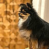 dog, small_dog, fluffy, black_and_tan, long_hair, sitting, profile, bow, pet, canine, portrait, indoors, warm_lighting, golden_background, wallpaper, curtain, upholstery, furniture, adorable, groomed