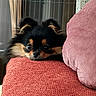 Ava participe au concours pour gagner de l'argent avec cette photo : dog, puppy, small_dog, fluffy, black_and_tan, long_hair, ears, eyes, nose, portrait, cute, indoors, chair, cushion, pink, coral, furniture, home, seated, close_up