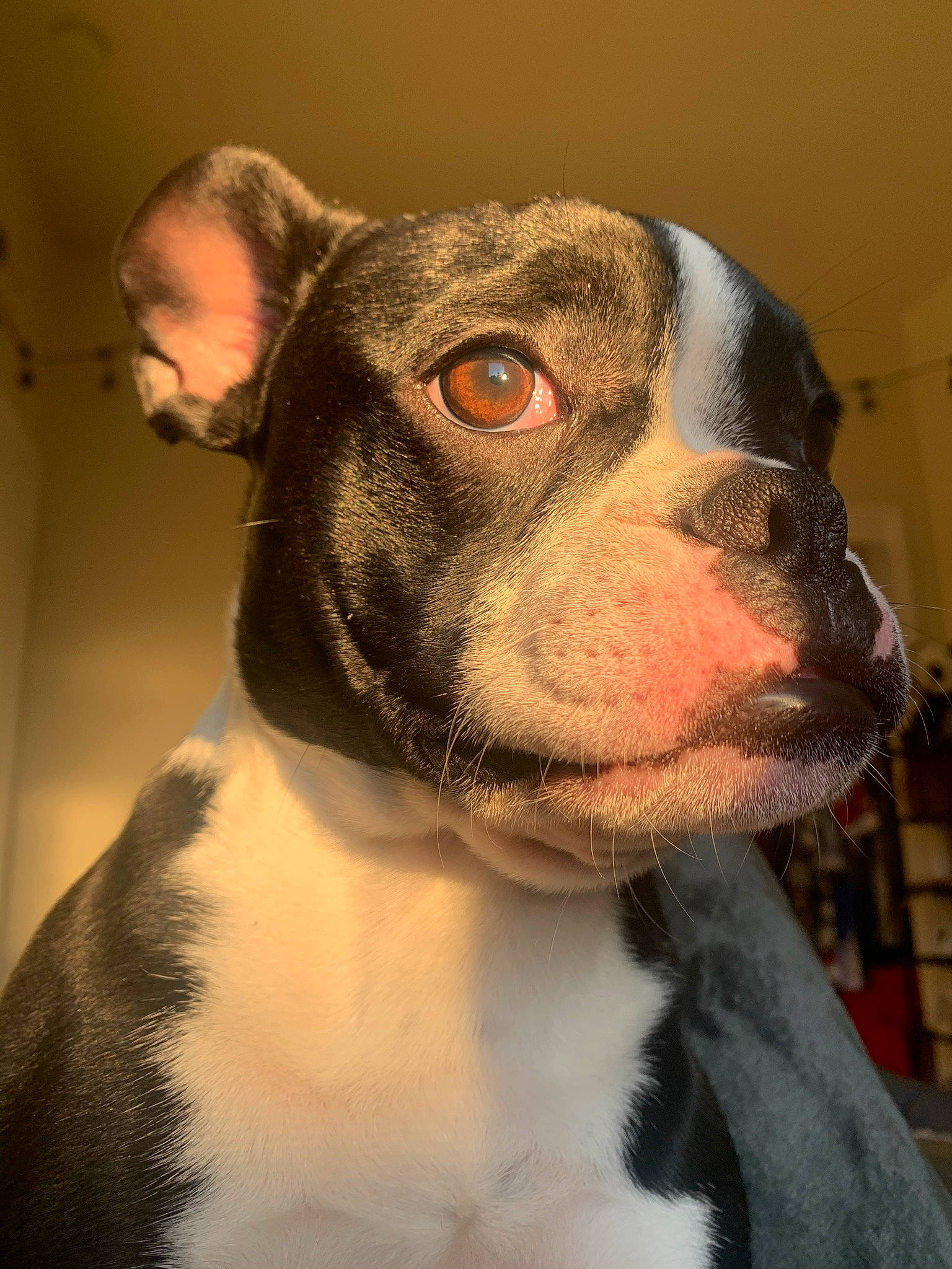 Dugan is registered to the contest to win money with this photo: canidae, carnivore, collar, companion_dog, dog, dog_breed, fawn, fur, grey, jaw, neck, organ, pet_supply, skin, snout, sporting_group, terrestrial_animal, vertebrate, whiskers, working_animal