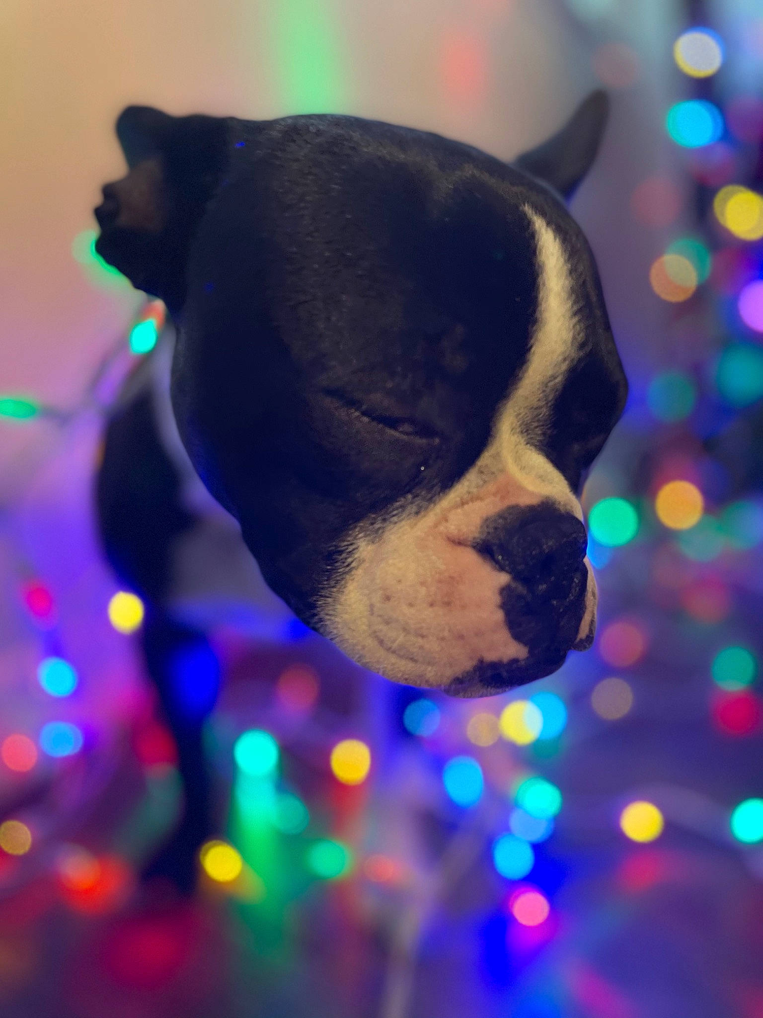 Dugan joined the competition — help win amazing prizes! carnivore, colorfulness, dog_breed, light, snout, terrestrial_animal, whiskers