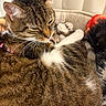 cat, tabby, fur, pet, animal, sleepy, cozy, bed, collar, whiskers, paws, indoor, feline, cute, resting, soft, closeup, warm, comfortable, domestic
