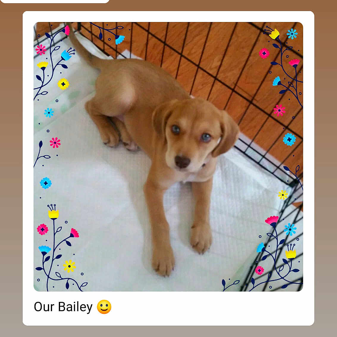 Bailey joined the competition — help win amazing prizes! canidae, carnivore, companion_dog, dog, dog_breed, fawn, golden_retriever, labrador_retriever, mammal, photo_caption, puppy, retriever, sporting_group