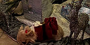 Coco is registered to the contest to win money with this photo: adult, animal, bride, canine, couch, dog, face, female, fir, food, furniture, head, invertebrate, person, pet, plant, terrier, tree, wedding, woman