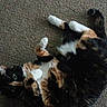 Ember Rue is registered to the contest to win money with this photo: cats, two_cats, calico_cat, black_cat, long_hair, furry, fluffy, pet, animal, carpet, indoor, lying_down, playful, cuddling, wrestling, paws, tail, green_eyes, closeup, portrait