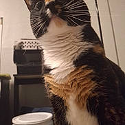 Ember Rue joined the competition — help win amazing prizes! cat, calico_cat, pet, feline, animal, portrait, closeup, whiskers, wide_eyes, ears, fur, black_fur, white_fur, orange_fur, indoor, sitting, curious, funny, cup, furniture