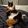 Ember Rue is registered to the contest to win money with this photo: cat, calico_cat, feline, pet, animal, lying_down, belly_up, white_paws, fluffy_fur, tricolor, black_fur, orange_fur, white_fur, whiskers, ears, eyes, bed, blanket, indoors, relaxed