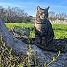 Lucky a rejoint le concours — aidez-le/la à gagner de superbes lots ! animal, blue_sky, cat, ears, fallen_tree, forest, fur, grass, greenery, meadow, nature, outdoors, pet, portrait, rural_landscape, sitting, sunlight, tabby_cat, tree_trunk, whiskers
