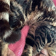 Lucky participe au concours pour gagner de l'argent avec cette photo : black_fur, blanket, brown_fur, cat, close_up, cozy, curled_up, cute, furry, indoors, kitten, nap, pet, pink_blanket, resting, sleeping, sleepy, striped_fur, tabby, two_cats