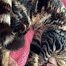 black_fur, blanket, brown_fur, cat, close_up, cozy, curled_up, cute, furry, indoors, kitten, nap, pet, pink_blanket, resting, sleeping, sleepy, striped_fur, tabby, two_cats