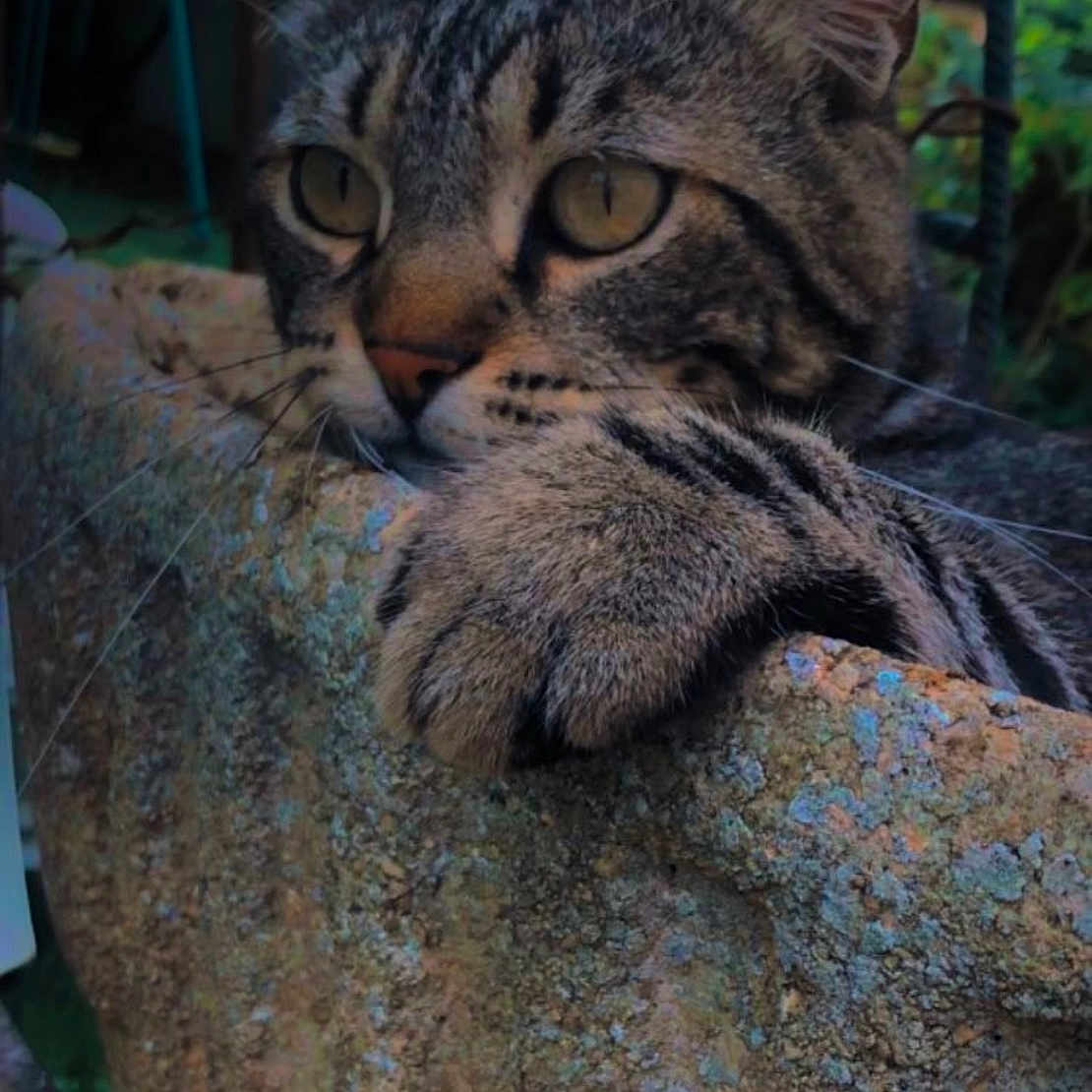 Lucky participe au concours pour gagner de l'argent avec cette photo : abyssinian, animal, cat, face, head, jar, kitten, manx, person, pet, photography, plant, planter, portrait, pottedplant, pottery, rock, tree, vase, vegetation
