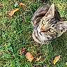Lucky participe au concours pour gagner de l'argent avec cette photo : animal, autumn, cat, close_up, daylight, ears, fallen_leaves, golden_eyes, grass, greenery, looking_up, nature, outdoors, pet, portrait, sitting, striped_fur, tabby_cat, tail, whiskers