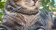 Lucky participe au concours pour gagner de l'argent avec cette photo : animal, bokeh, brick, cat, close_up, ears, feline, gray_fur, green_eyes, ledge, outdoor, paws, pet, pink_nose, portrait, relaxed, striped_fur, sunlight, tabby_cat, whiskers