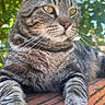 animal, bokeh, brick, cat, close_up, ears, feline, gray_fur, green_eyes, ledge, outdoor, paws, pet, pink_nose, portrait, relaxed, striped_fur, sunlight, tabby_cat, whiskers