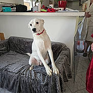 Volca participe au concours pour gagner de l'argent avec cette photo : dog, white_dog, couch, blanket, gray_blanket, indoor, kitchen, person, robe, slippers, floor_tiles, window, counter, clutter, plant, red_collar, home, pet, furniture, expression
