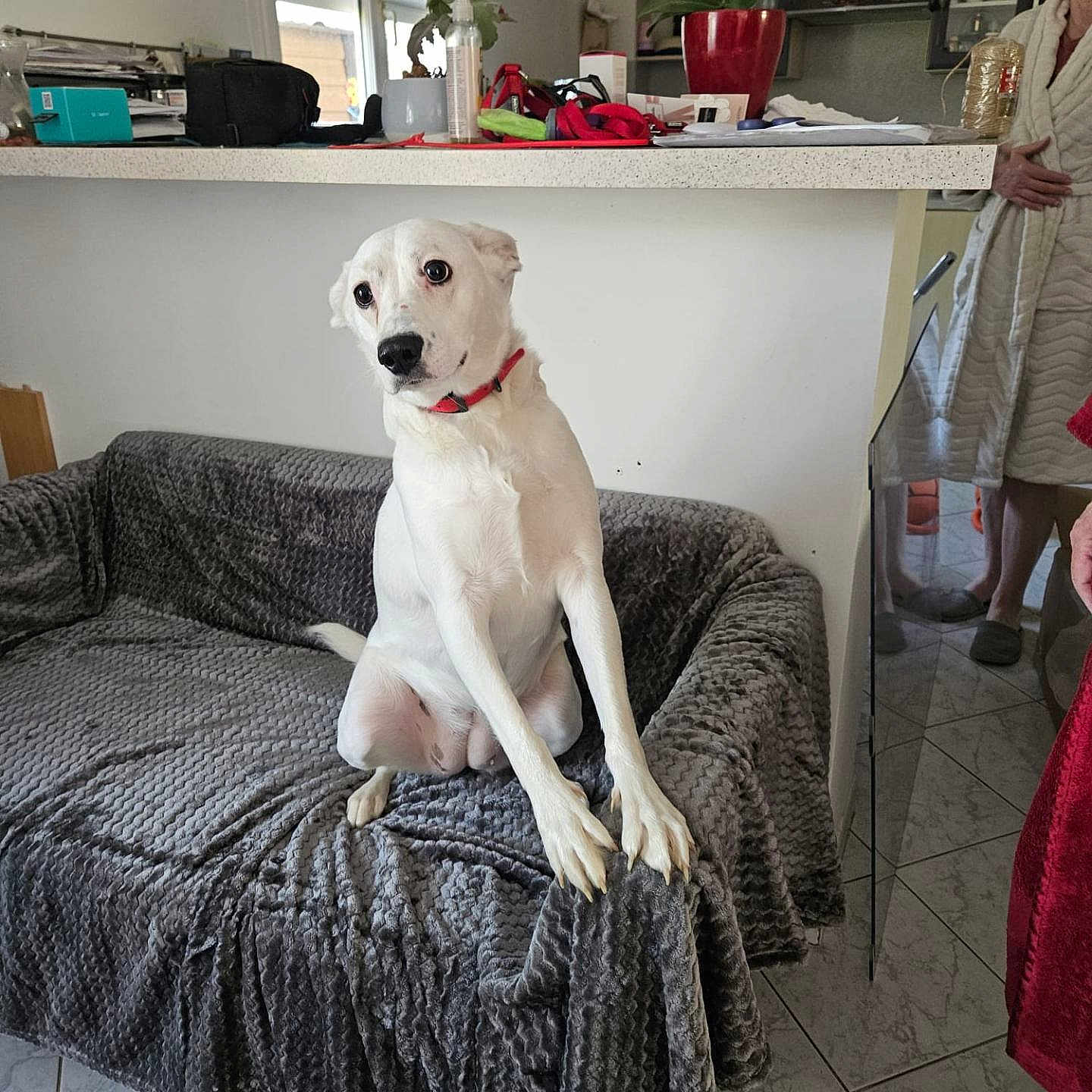 Volca participe au concours pour gagner de l'argent avec cette photo : dog, white_dog, couch, blanket, gray_blanket, indoor, kitchen, person, robe, slippers, floor_tiles, window, counter, clutter, plant, red_collar, home, pet, furniture, expression