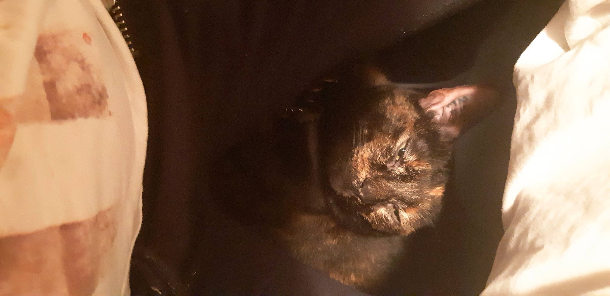 Molly a rejoint le concours — aidez-le/la à gagner de superbes lots ! carnivore, cat, chest, comfort, darkness, domestic_short_haired_cat, ear, facial_hair, felidae, fur, gesture, human_leg, nose, sleeve, small_to_medium_sized_cats, snout, tail, whiskers