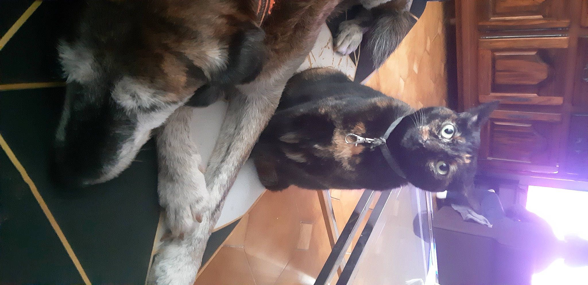 Molly a rejoint le concours — aidez-le/la à gagner de superbes lots ! cabinetry, canidae, carnivore, cat, comfort, companion_dog, dog, dog_breed, domestic_short_haired_cat, fawn, felidae, fur, guard_dog, mammal, small_to_medium_sized_cats, sporting_group, tail, whiskers, window, wood