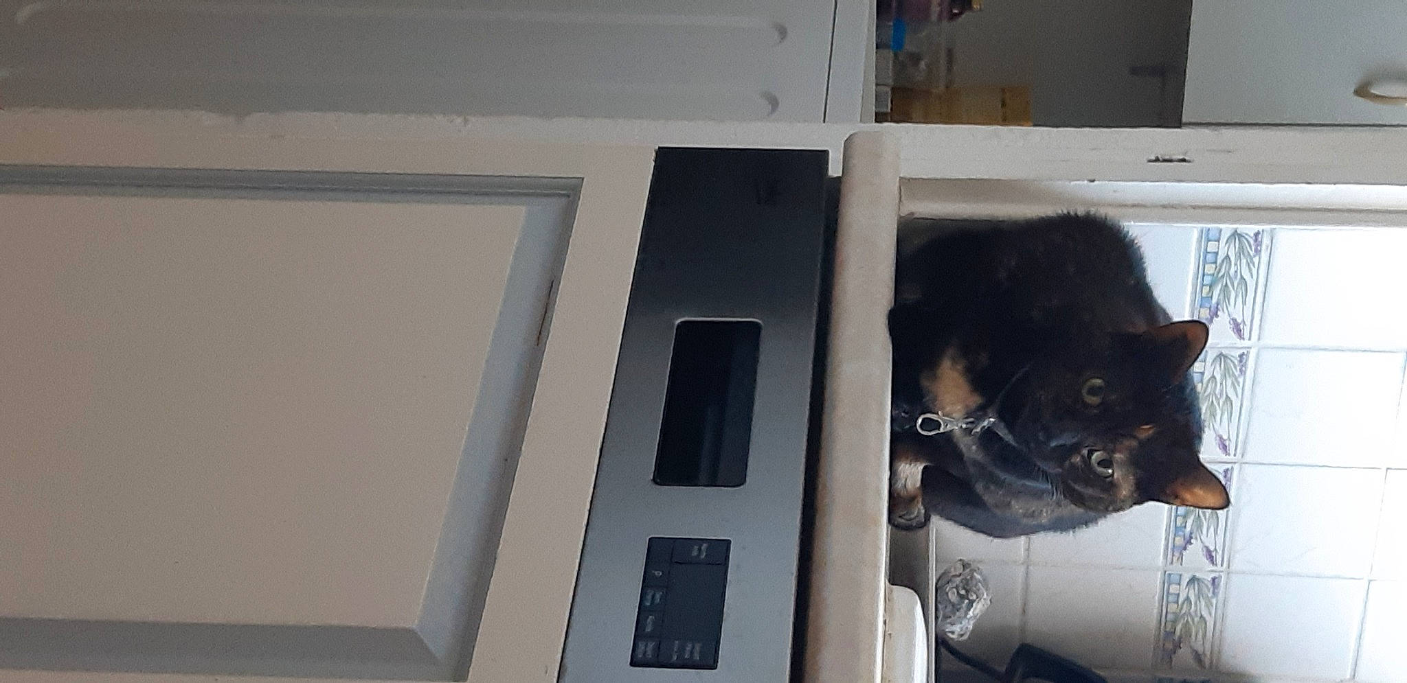 Molly participe au concours pour gagner de l'argent avec cette photo : canidae, carnivore, companion_dog, dog, dog_breed, domestic_short_haired_cat, door_handle, felidae, floor, flooring, hardwood, home_door, machine, room, small_to_medium_sized_cats, snout, sporting_group, tail, whiskers, wood