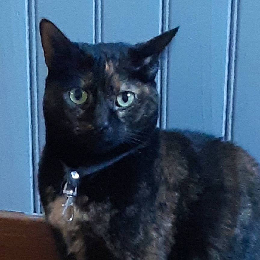 Molly participe au concours pour gagner de l'argent avec cette photo : black_cat, carnivore, cat, domestic_short_haired_cat, eye, felidae, fur, pet_supply, small_to_medium_sized_cats, snout, terrestrial_animal, whiskers, window