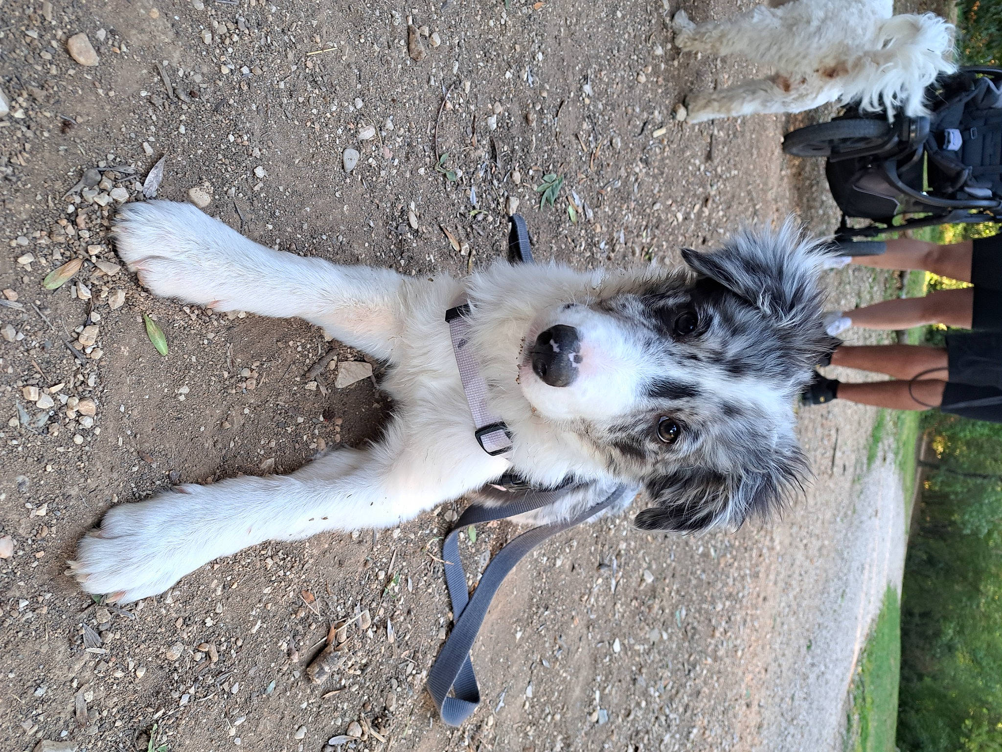 Lasko a rejoint le concours — aidez-le/la à gagner de superbes lots ! asphalt, bone, bovine, canidae, carnivore, dog, dog_breed, fawn, fur, goats, paw, plant, road_surface, snout, soil, sporting_group, tail, terrestrial_animal, wheel, working_animal