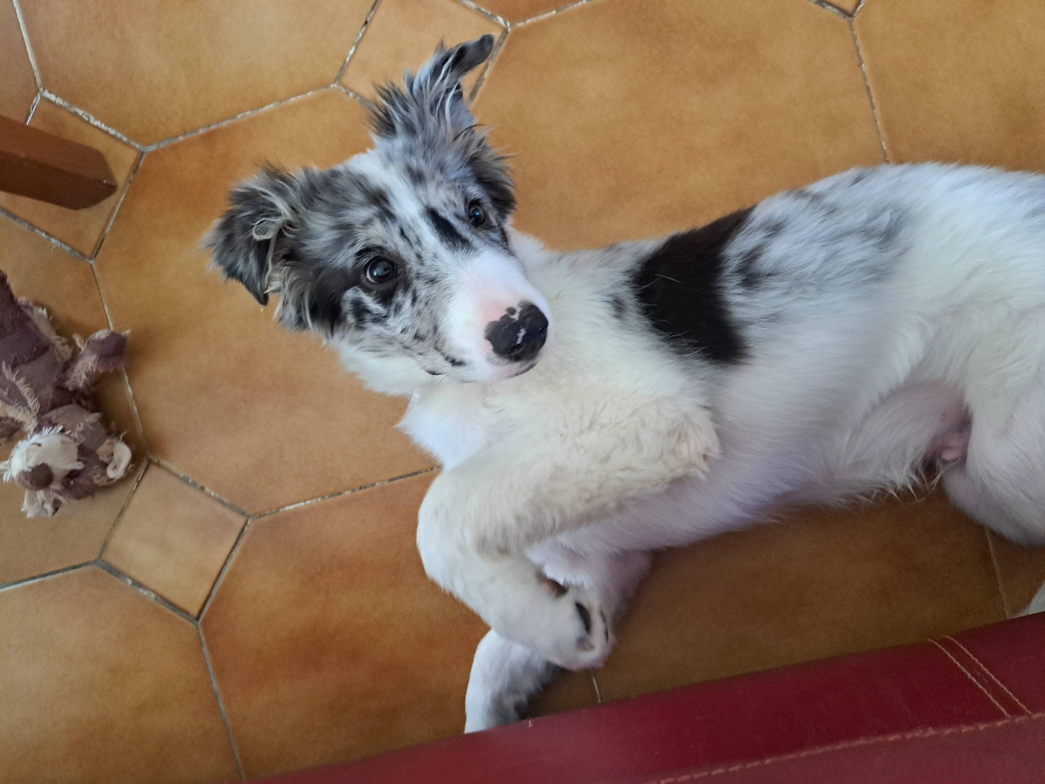 Lasko a rejoint le concours — aidez-le/la à gagner de superbes lots ! australian_collie, canidae, carnivore, companion_dog, dog, dog_breed, felidae, fur, herding_dog, miniature_australian_shepherd, non_sporting_group, paw, puppy, snout, sporting_group, terrestrial_animal, texas_heeler, whiskers, working_animal, working_dog