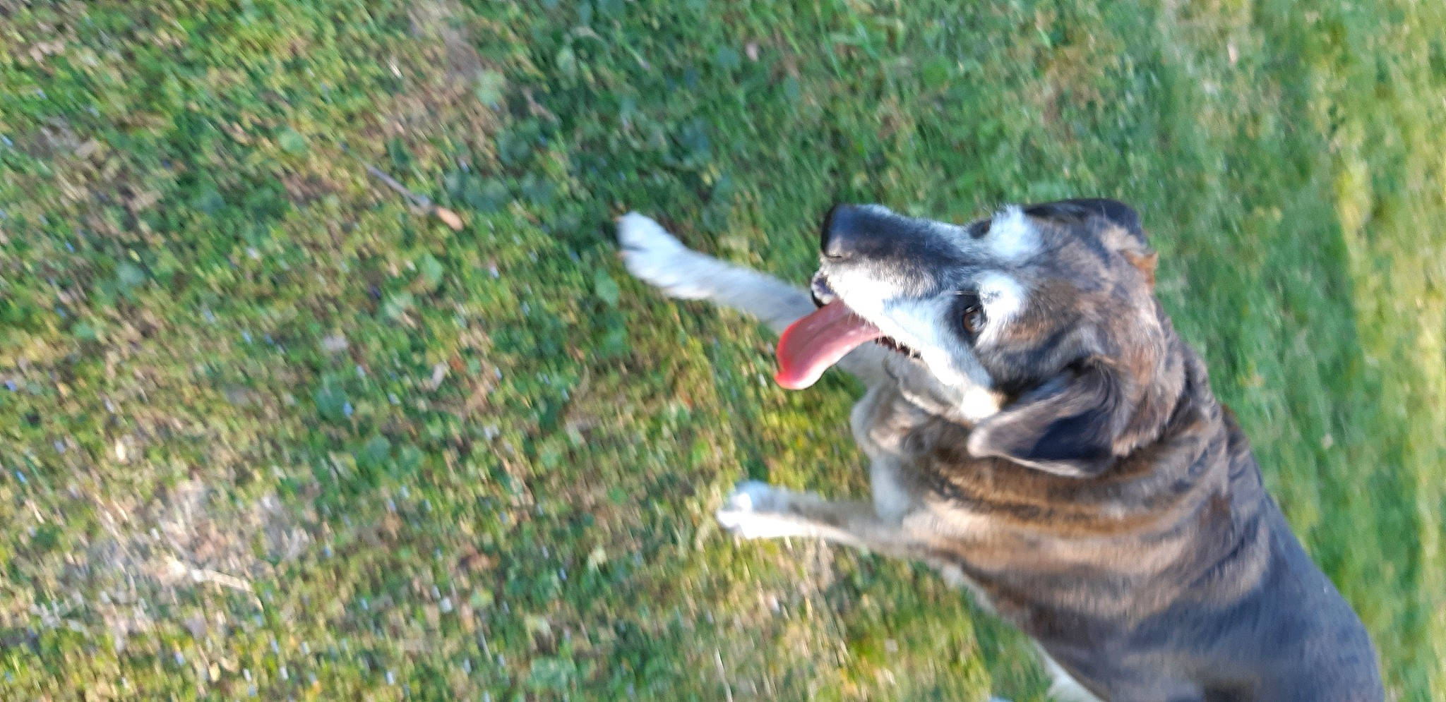 Liloo a rejoint le concours — aidez-le/la à gagner de superbes lots ! australian_cattle_dog, canidae, carnivore, collar, companion_dog, dog, dog_breed, fawn, grass, groundcover, herding_dog, leash, paw, plant, recreation, snout, sporting_group, tail, whiskers, working_animal