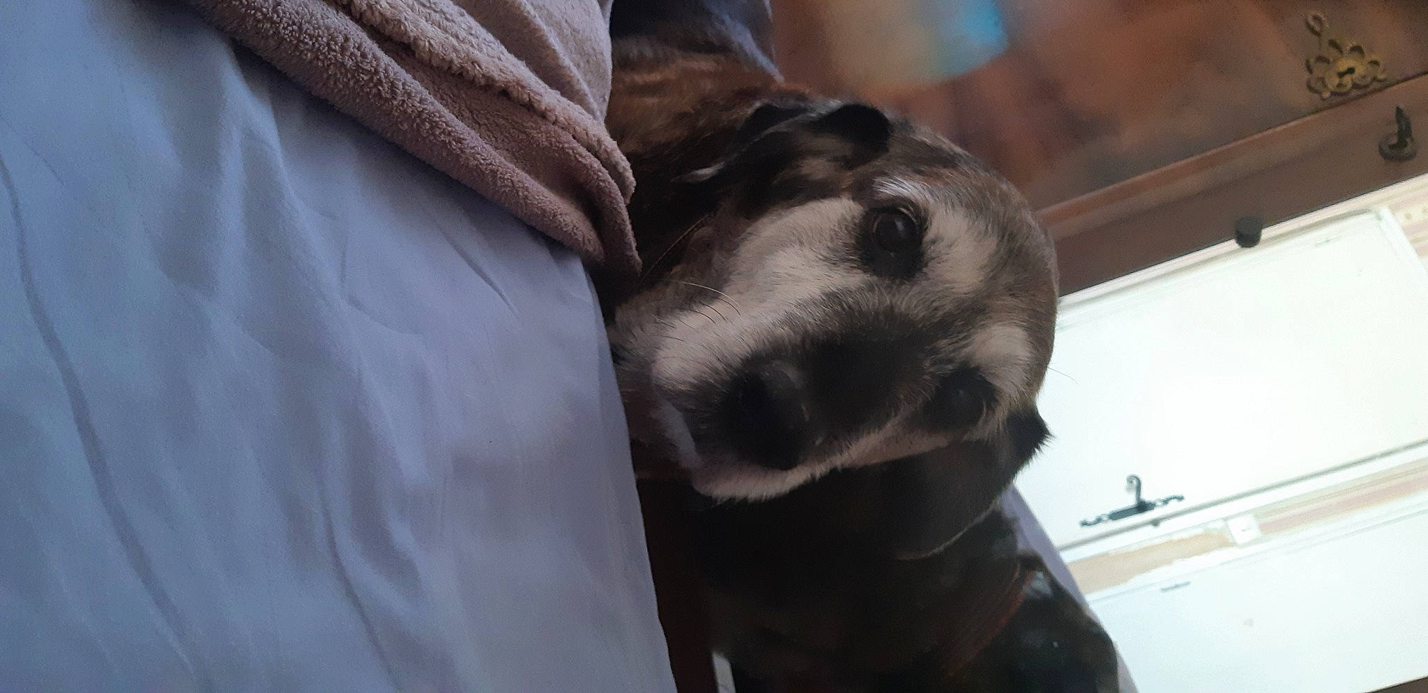 Liloo a rejoint le concours — aidez-le/la à gagner de superbes lots ! canidae, carnivore, collar, comfort, companion_dog, dog, dog_breed, ear, electric_blue, fawn, fur, guard_dog, liver, pet_supply, snout, sporting_group, terrestrial_animal, whiskers, working_animal, wrinkle