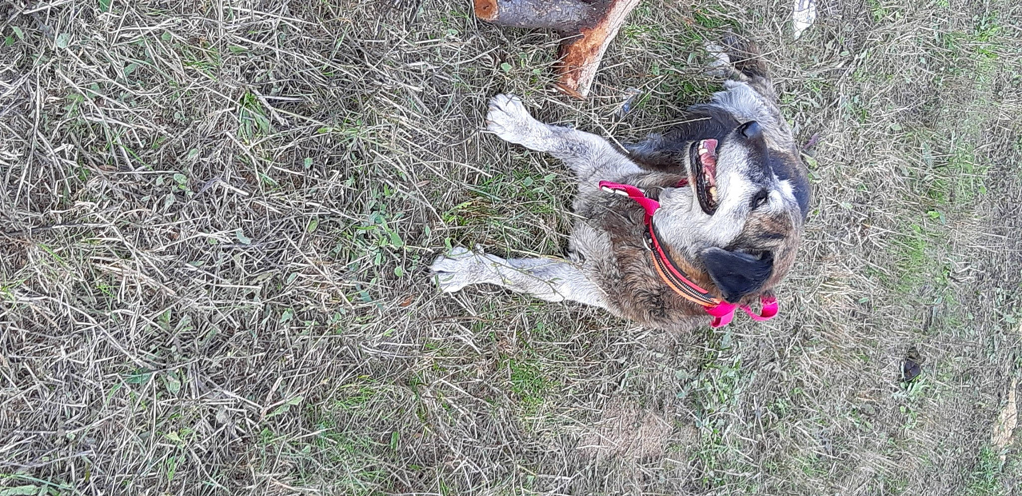 Liloo participe au concours pour gagner de l'argent avec cette photo : adventure, canidae, carnivore, collar, companion_dog, dog, dog_breed, dog_collar, fawn, grass, groundcover, leash, plant, snout, soil, sporting_group, tail, terrestrial_animal, tree, working_animal