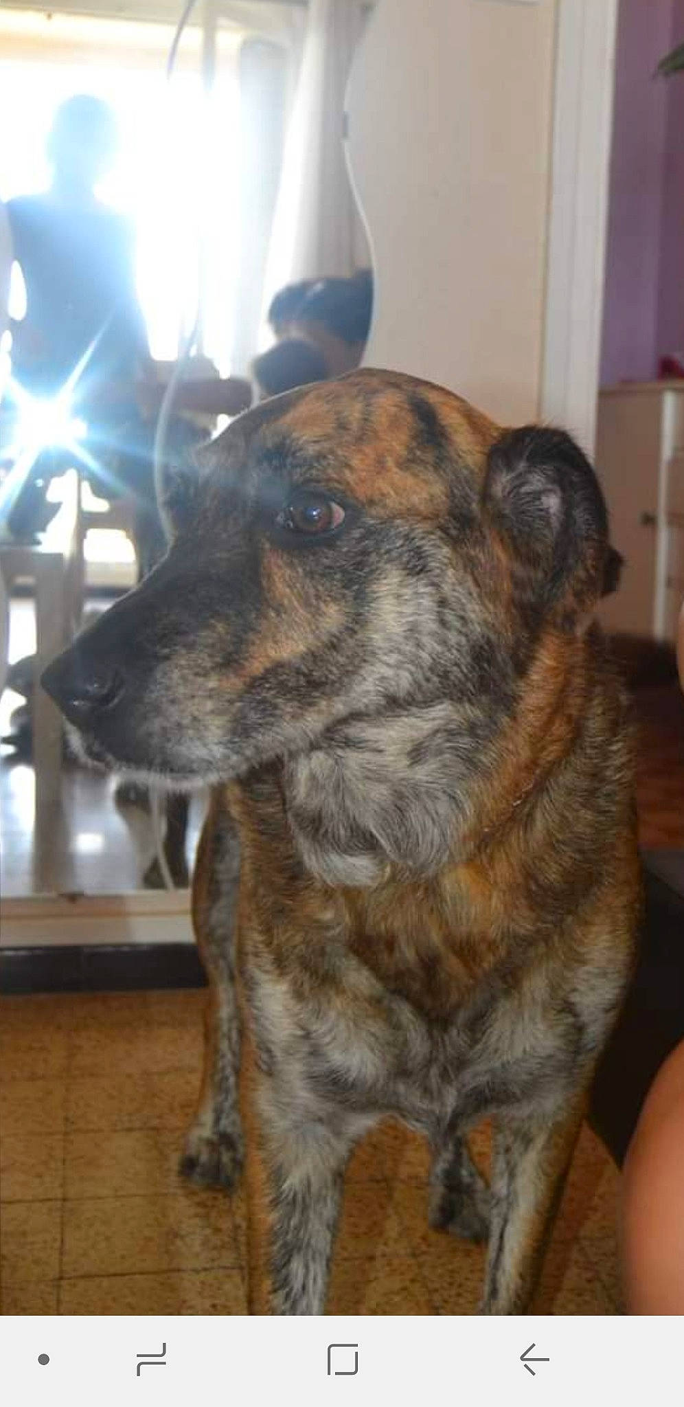 Liloo participe au concours pour gagner de l'argent avec cette photo : canidae, carnivore, collar, companion_dog, dog, dog_breed, dogo_sardesco, ear, eye, fawn, flooring, fur, guard_dog, snout, sporting_group, terrestrial_animal, whiskers, wood, working_animal, working_dog