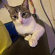 Lily joined the competition — help win amazing prizes! cat, tabby_cat, pet, feline, paw, whiskers, pink_nose, ears, eyes, couch, leather_sofa, indoor, wall, lanyard, colored_lanyard, power_cable, pillow, close_up, sitting, relaxed