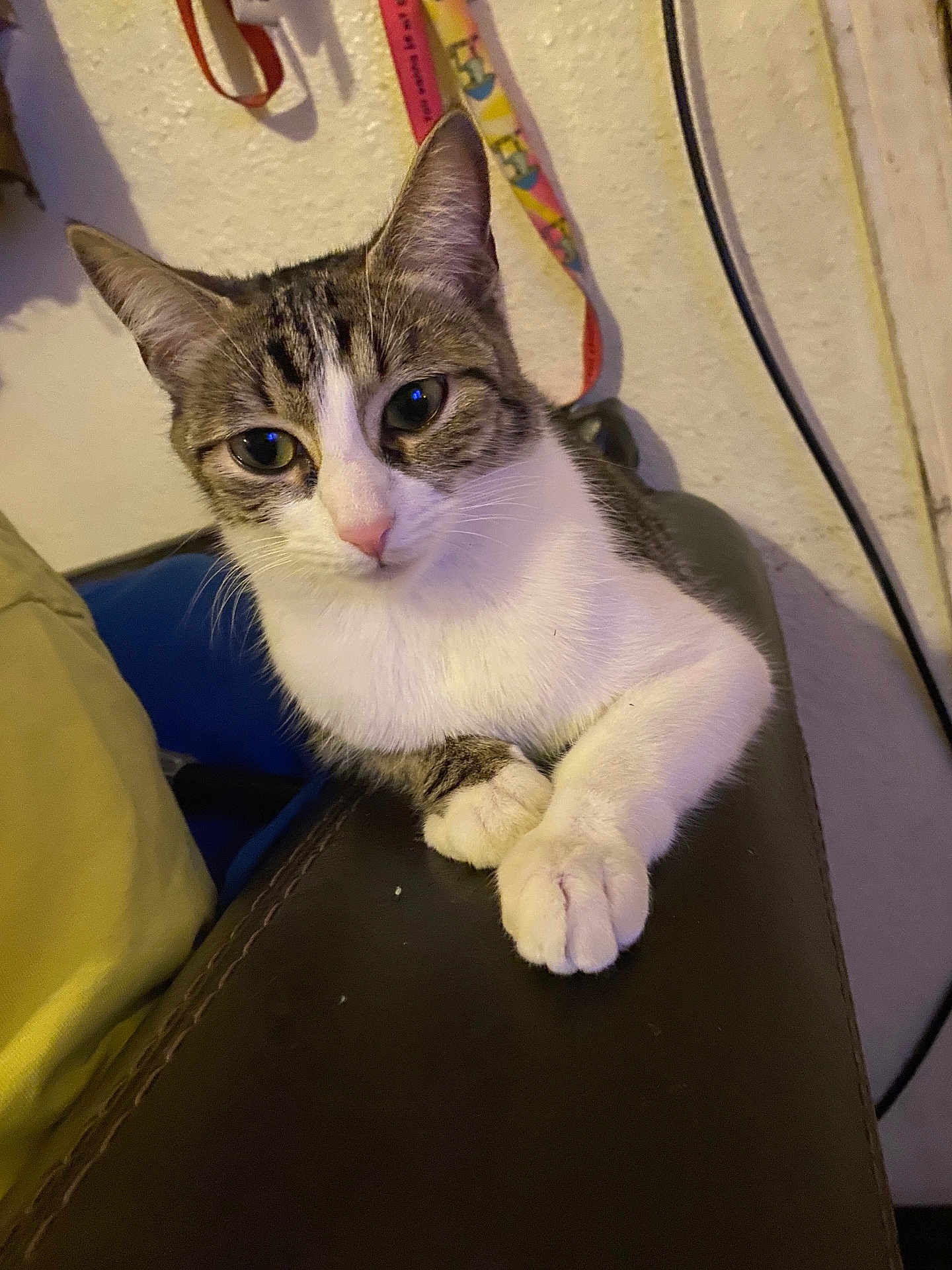 Lily joined the competition — help win amazing prizes! cat, tabby_cat, pet, feline, paw, whiskers, pink_nose, ears, eyes, couch, leather_sofa, indoor, wall, lanyard, colored_lanyard, power_cable, pillow, close_up, sitting, relaxed