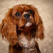 Albus a rejoint le concours — aidez-le/la à gagner de superbes lots ! adorable, animal, background, bokeh, brown_fur, cavalier_king_charles_spaniel, close_up, companion, cute, dog, ears, eyes, fluffy, indoor, mammal, nose, pet, portrait, whiskers, white_fur