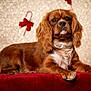Albus participe au concours pour gagner de l'argent avec cette photo : animal, background, bow, brown, candy_cane, cavalier_king_charles_spaniel, christmas, close_up, cute, decorations, dog, fur, holiday, indoor, lying_down, pet, portrait, red, velvet, white