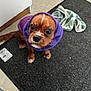 Albus participe au concours pour gagner de l'argent avec cette photo : dog, puppy, hoodie, purple_hoodie, brown_dog, black_mat, towel, indoor, floor, tile_floor, pet, cute, small_dog, looking_up, canine, domestic_animal, fur, ears, whiskers, snout