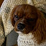 animal, blanket, brown_dog, close_up, comfort, companion, cozy, cute, dog, domestic, fur, indoors, knit, pet, portrait, relaxed, resting, sleepy, snug, warm