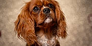 Albus participe au concours pour gagner de l'argent avec cette photo : adorable, animal, background, bokeh, brown_fur, cavalier_king_charles_spaniel, close_up, companion, cute, dog, ears, eyes, fluffy, indoor, mammal, nose, pet, portrait, whiskers, white_fur